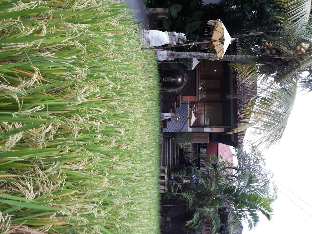 Bali Putra Villa أوبود المظهر الخارجي الصورة